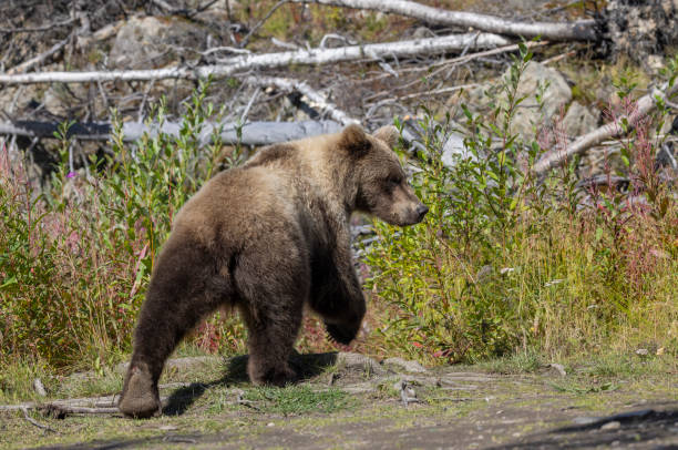 istock Young Brown Bear in Alaska in Autumn 2178988167