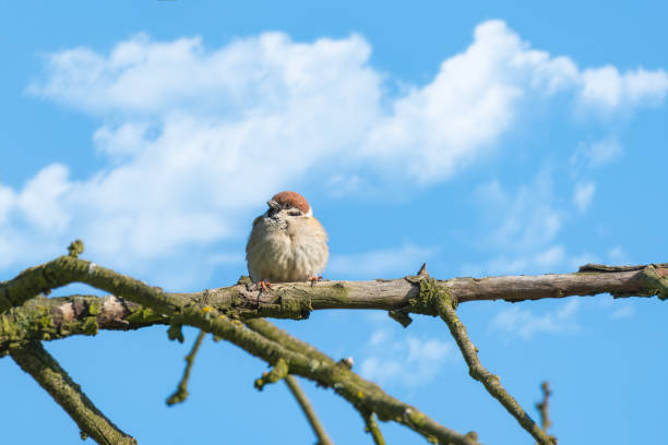 Eurasian tree sparrow (Passer montanus) a small common bird sits on a tree branch.