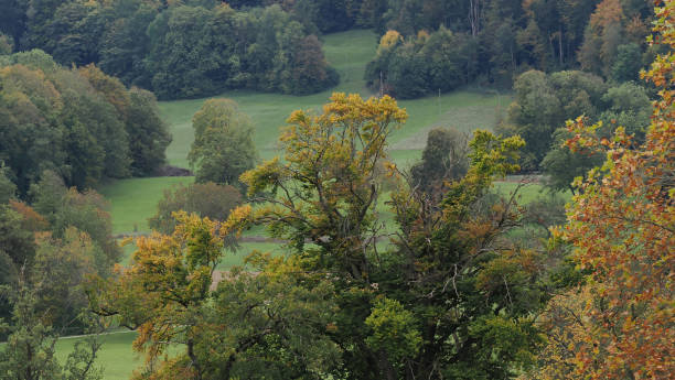 istock Arrival of autumn in the forest 2178995125