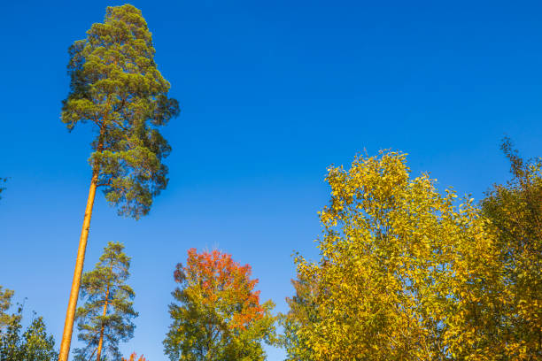 Tall trees with autumn foliage under clear blue sky in peaceful forest.