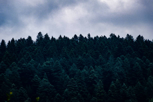 The humidity rising after a long summer storm, the wet and \