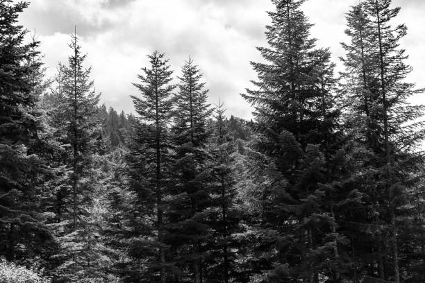 The humidity rising after a long summer storm, the wet and \