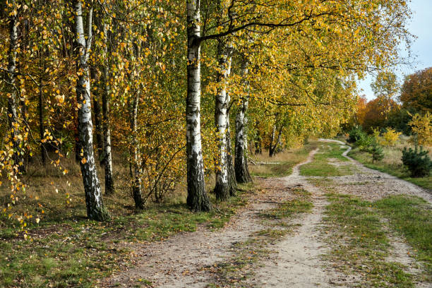 Dirt road and birch grove during autumn, Poland