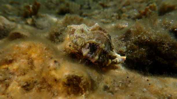 istock Banded murex (Hexaplex trunculus) shell with Mediterranean rocky shore hermit crab (Clibanarius erythropus) 2179004594