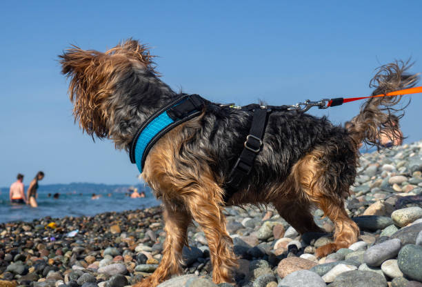 istock A dog on a leash on the seashore. Animal on the run 2179010259
