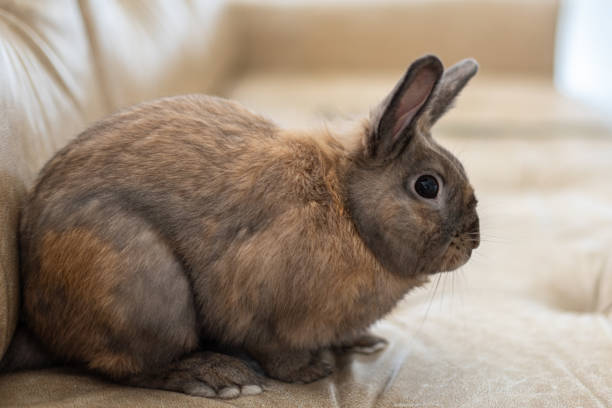 istock Red rabbit on the couch. Pet concept. Easter holidays. 2179010422