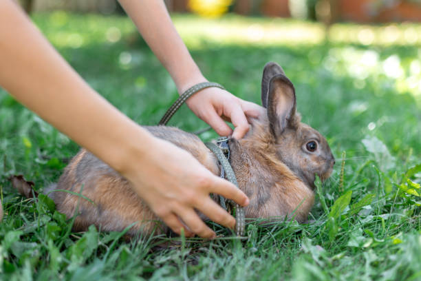 istock A red-haired domestic rabbit walks down the street. Pets concept. 2179010439