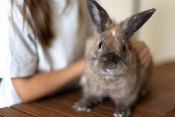 istock A pretty little girl is playing with a pet rabbit. Pets concept. 2179010461