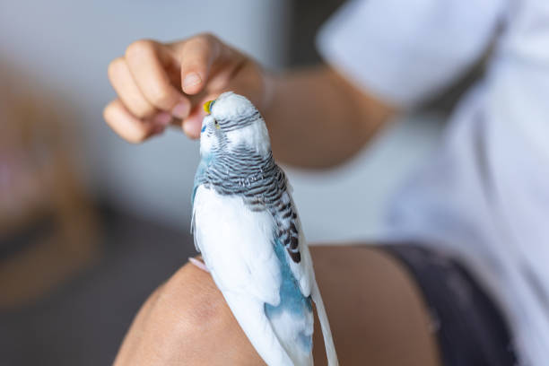 istock Blue and white budgerigar. Pets concept and domestic birds. 2179010465