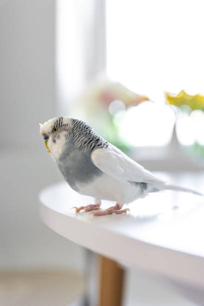istock Blue and white budgerigar. Pets concept and domestic birds. 2179010469