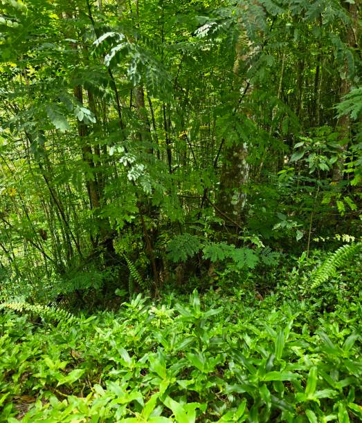 istock Tropical forest folliage in the caribbean 2179012936