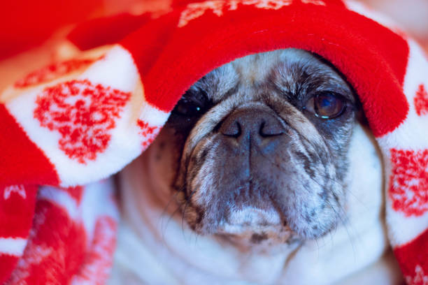 Portrait of a cute Bulldog puppy wearing a Santa hat