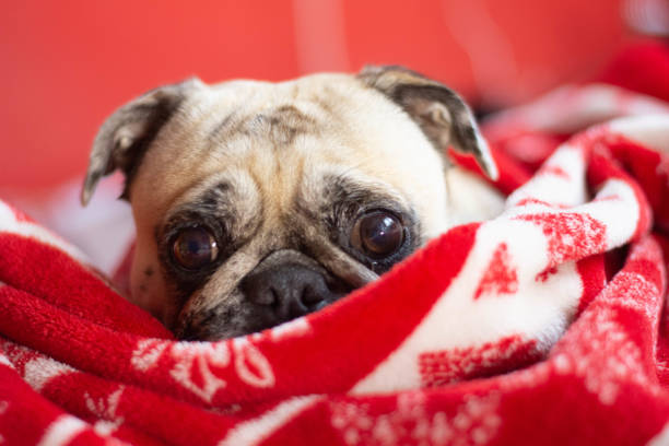 An adorable cute pug puppy