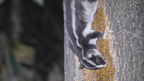 istock close up side view of a striped possum feeding on a rainforest tree 2179015565