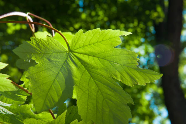 View from below on the maple leaf