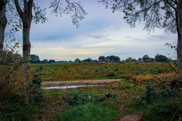 Rural view of meadows with grass grazing cows, polder on countryside of Friesland, Netherlands
