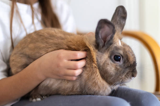 istock A pretty little girl is playing with a pet rabbit. Pets concept. 2179022554