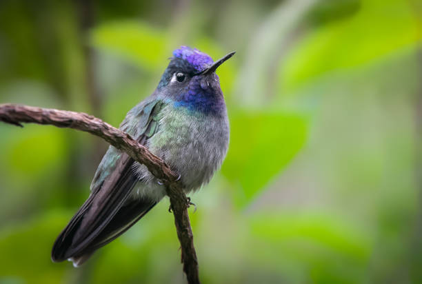This uncommon Violet-headed hummingbird male was resting on twig after actively pollinating many flowers in the rain forest of Costa Rica.