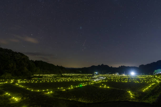 istock Illumination of rice fields at night 2179024117