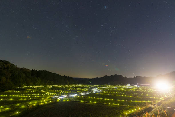istock Illumination of rice fields at night 2179024134