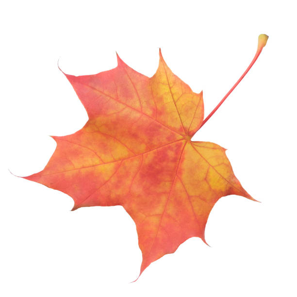 istock A leaf of a maple tree is shown in full color. The leaf is red and has a slightly brownish tint. The leaf is positioned on a white background, which makes the leaf stand out and appear more vibrant 2179025153