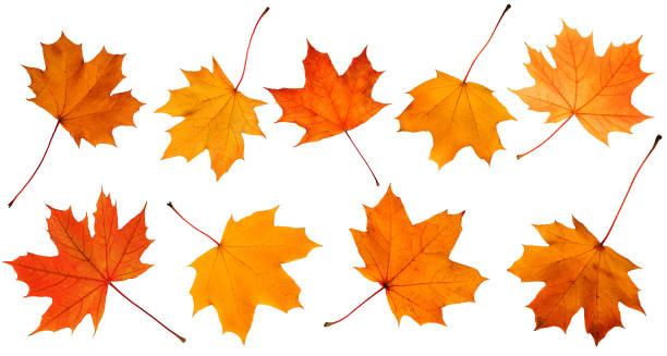 istock Collection of autumn leaves isolated on white background. 2179025657