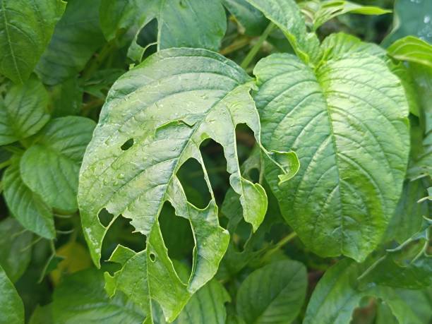 istock Plants eaten by insects 2179026299