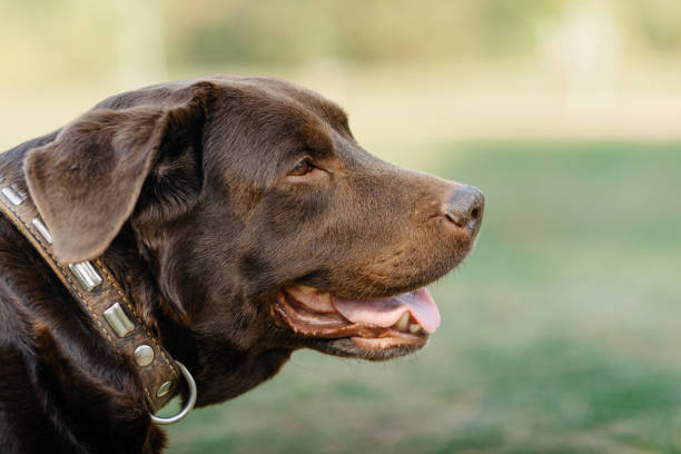istock brown labrador at walk outdoors in park 2179027064