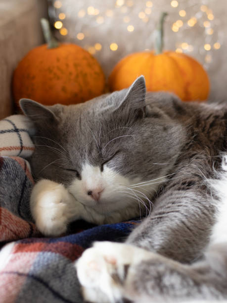 istock Cute cat is sleeping on cosy sofa with pumpkin and bokeh light background 2179029188