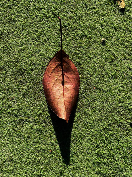 istock This photo features a single autumn leaf, glowing with vibrant orange and red hues, lying on lush green grass. 2179030807