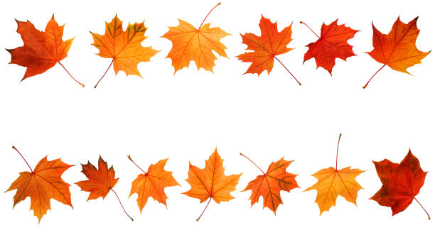 istock Collection of autumn leaves isolated on white background. 2179030821