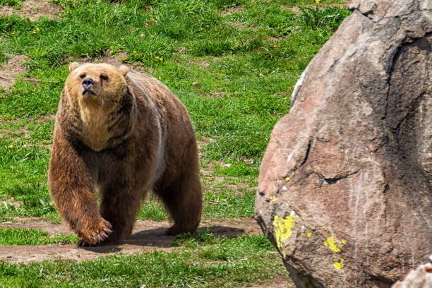 istock Majestic brown bear walking in nature. 2179033491