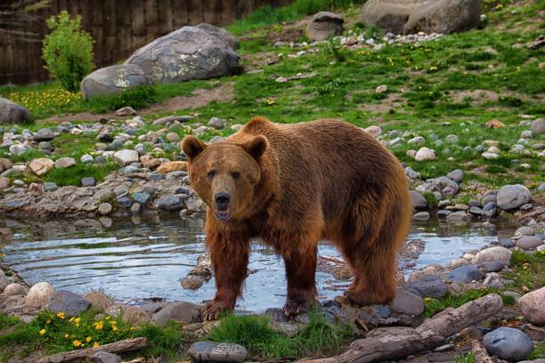istock Majestic brown bear by a rocky stream 2179033496