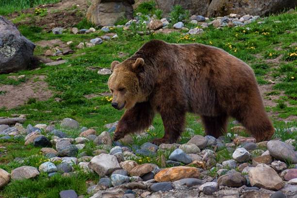 istock Brown bear walking in natural habitat 2179033498