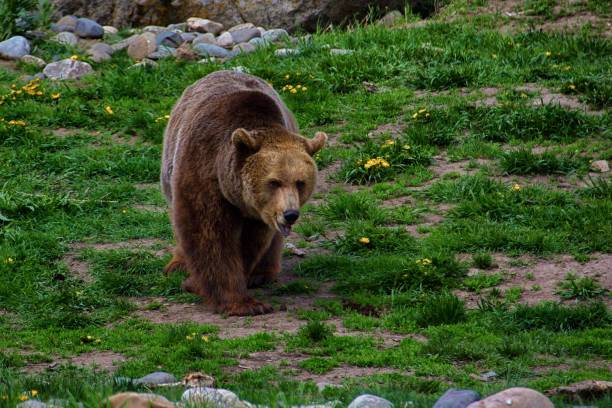 istock Brown bear in a grassy field 2179033502