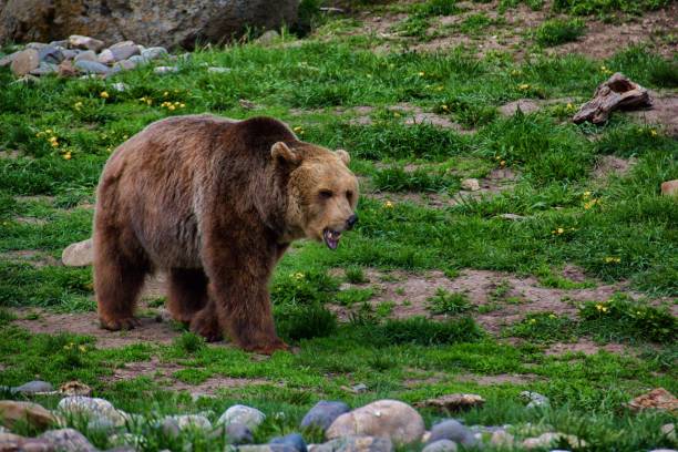 istock Grizzly bear in a grassy field. 2179033505