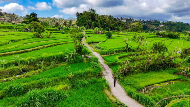 istock Farmer working in rice fields in Bali, picking crops and carrying them on his back, Rice planting, Agricultural worker in rice field in Bali, Indonesian farmer, Rice field worker in the fields in Ubud, Bali, Indonesia 2179033696