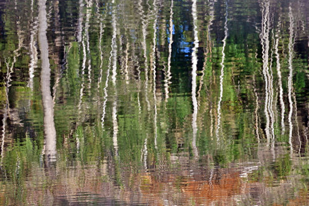 Varied flora of Patagonia