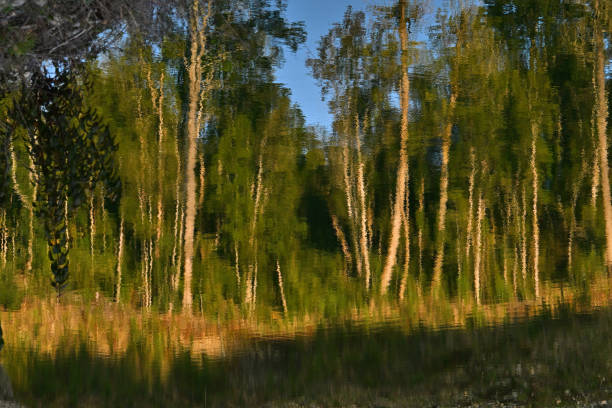 Varied flora of Patagonia