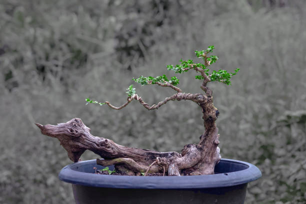 istock The Premna tree is in the process of creating a bonsai. 2179036196