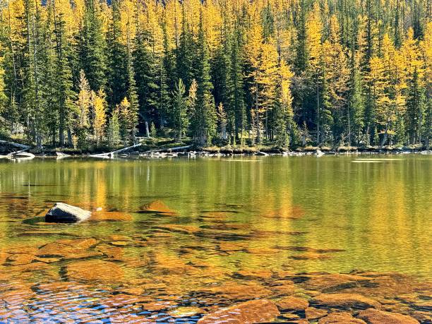 istock Larches at Crater Lakes 2179040651