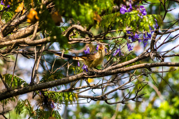 istock Guira Cuckoo on tree branch 2179049068