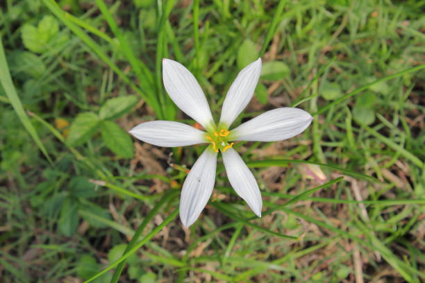 istock Zephyranthes full of cleanliness 2179050753
