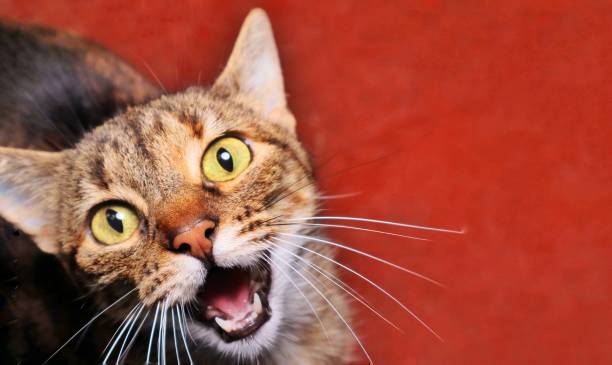 A detailed close-up of a cat's face, showcasing its bright yellow-green eyes and textured fur. The focus is sharp on the cat's eyes, giving a dramatic and intense look