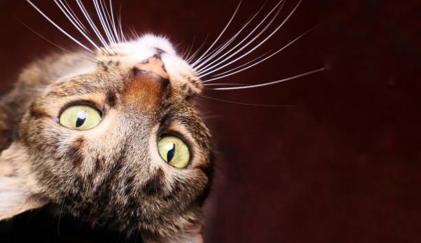 istock Cat looking up, light eyes, close-up 2179060515