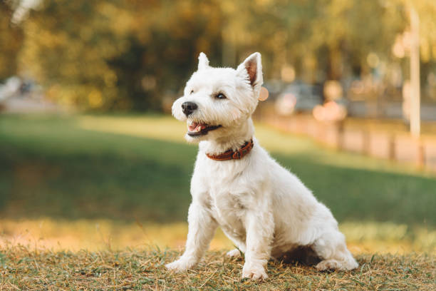 istock dog walks in park 2179060691