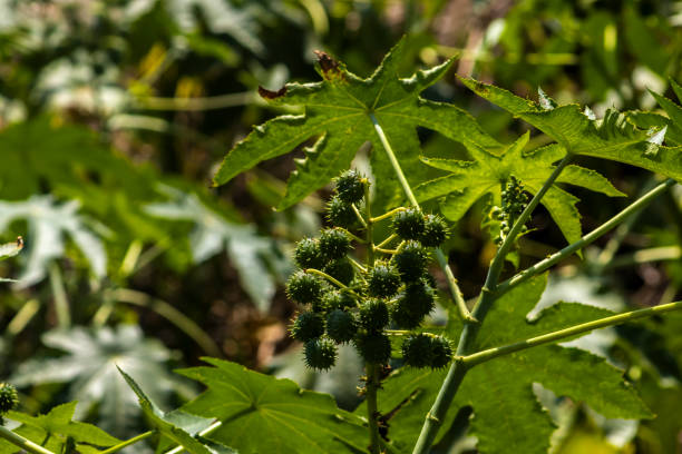 Red castor fruits (Ricunus communis). Toxic and exotic plant. Landscaping and floriculture. Red castor oil is used both alone and in composition with other plants. Also grown in pots.