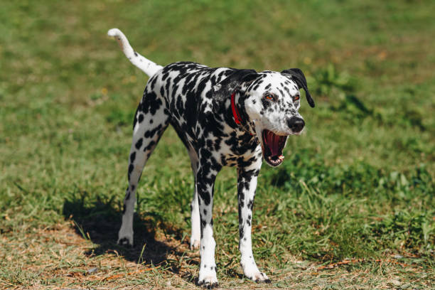 A lively Jack Russell Terrier caught mid-yawn or howl, showcasing its energetic personality