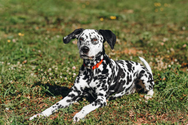 istock dog walks in park 2179067474
