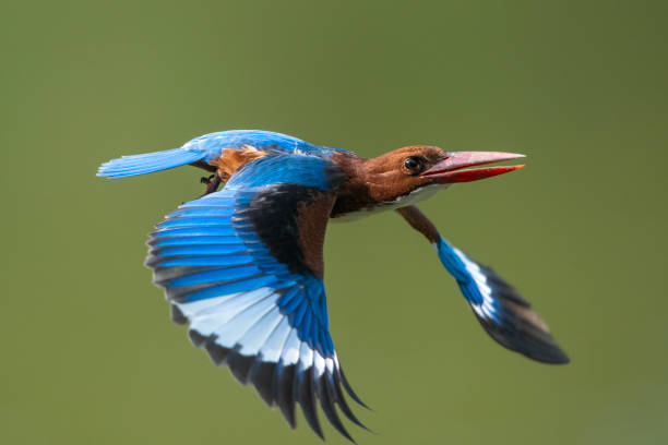 istock White-throated Kingfisher, A bird with beautiful wings is flying 2179076124